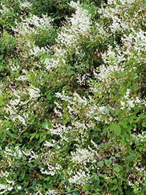 Polygonum aubertii